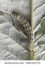 Attēlu rezultāti vaicājumam “Cucullia verbasci”