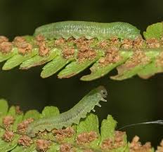 Attēlu rezultāti vaicājumam “Hadula trifolii larva”