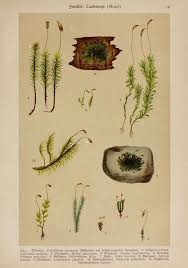 Attēlu rezultāti vaicājumam “Dicranum undulatum”