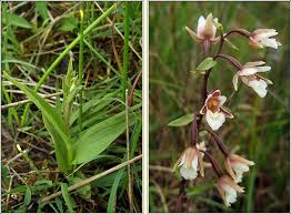 Attēlu rezultāti vaicājumam “Epipactis palustris”