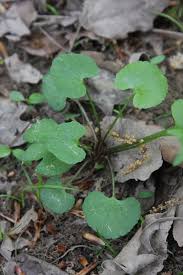 Attēlu rezultāti vaicājumam “Ranunculus auricomus leaf”