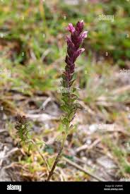 Attēlu rezultāti vaicājumam “Odontites vulgaris leaf”