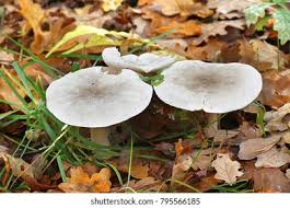 Attēlu rezultāti vaicājumam “Tricholoma album”