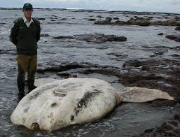 Image result for Mola alexandrini