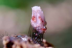 Attēlu rezultāti vaicājumam “Stemonitis fusca var. nigrescens macro”