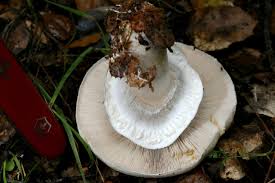 Attēlu rezultāti vaicājumam “Sylvicola sp.”