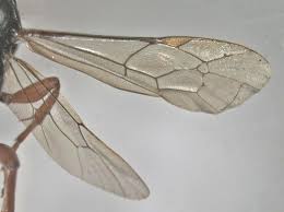 Attēlu rezultāti vaicājumam “Ichneumonidae imago”