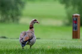 Image result for Clandon Regis Golf Club Ltd