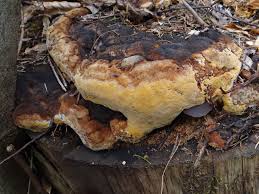 Attēlu rezultāti vaicājumam “Gloeophyllum odoratum”