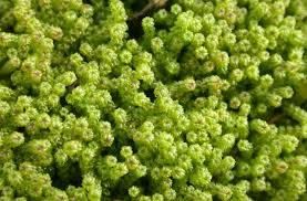 Attēlu rezultāti vaicājumam “Paludella squarrosa”