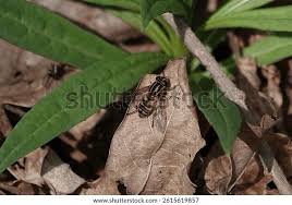 Attēlu rezultāti vaicājumam “Helophilus pendulus”
