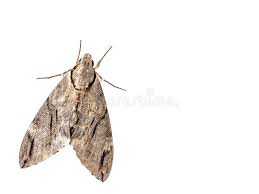 Attēlu rezultāti vaicājumam “Trichopteryx carpinata”