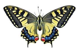 Attēlu rezultāti vaicājumam “Papilio machaon”