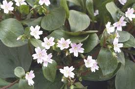 Attēlu rezultāti vaicājumam “Claytonia sibirica flower”