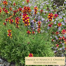Attēlu rezultāti vaicājumam “Linaria loeselii flower”