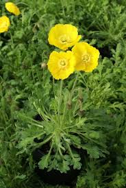 Image result for Papaver nudicaule