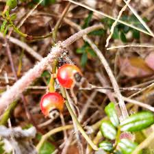 Attēlu rezultāti vaicājumam “Salix repens subsp. rosmarinifolia fruit”