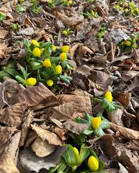 Attēlu rezultāti vaicājumam “Eranthis hyemalis”