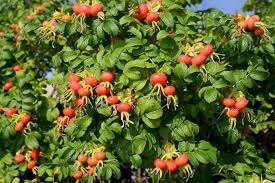 Attēlu rezultāti vaicājumam “Rosa villosa”