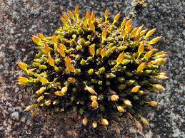 Attēlu rezultāti vaicājumam “Orthotrichum anomalum”