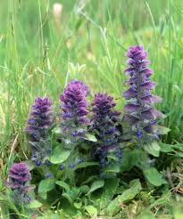 Attēlu rezultāti vaicājumam “Ajuga pyramidalis”