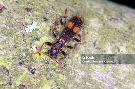 Attēlu rezultāti vaicājumam “Cleridae”