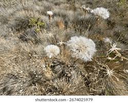 Attēlu rezultāti vaicājumam “Tragopogon pratensis subsp. pratensis bud”