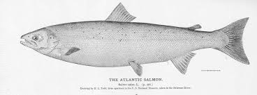 Image result for Salmo salar
