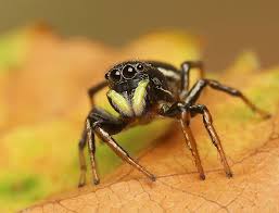 Attēlu rezultāti vaicājumam “Heliophanus sp.”