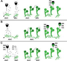 Attēlu rezultāti vaicājumam “Physcomitrium pyriforme sporophyte”