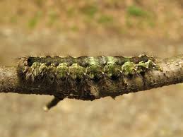 Attēlu rezultāti vaicājumam “Lymantria monacha imago”