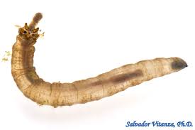 Attēlu rezultāti vaicājumam “Tipulidae”