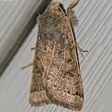 Attēlu rezultāti vaicājumam “Agrochola litura imago”