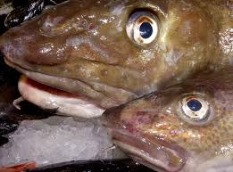 Image result for Gadus morhua