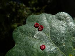 Attēlu rezultāti vaicājumam “Neuroterus albipes”