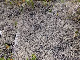 Attēlu rezultāti vaicājumam “Cladonia stygia”