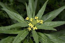 Attēlu rezultāti vaicājumam “Erysimum cheiranthoides leaf”