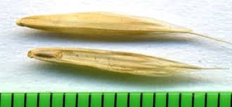 Attēlu rezultāti vaicājumam “Bromopsis benekenii”