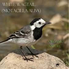 Image result for Motacilla alba
