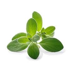 Image result for Majoran