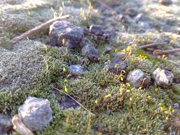 Attēlu rezultāti vaicājumam “Bryum rubens”