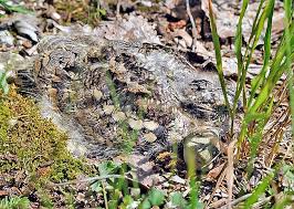 Attēlu rezultāti vaicājumam “Caprimulgus europaeus eggs”