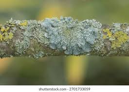 Attēlu rezultāti vaicājumam “Punctelia subrudecta”