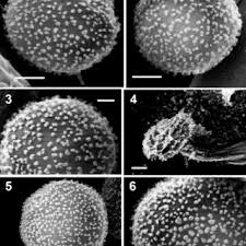 Attēlu rezultāti vaicājumam “Craterium leucocephalum var. scyphoides spores”