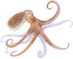 Image result for Octopus vulgaris