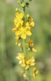 Attēlu rezultāti vaicājumam “Agrimonia eupatoria”