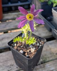 Image result for Pulsatilla