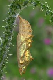 Attēlu rezultāti vaicājumam “Aglais urticae underside”
