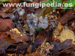 Attēlu rezultāti vaicājumam “Helvella atra”