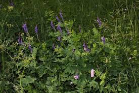 Attēlu rezultāti vaicājumam “Galega orientalis leaf”